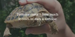 tortoise costs how much it costs to own a tortoise