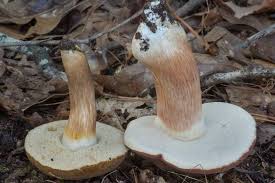 Image result for Xanthoconium sp.