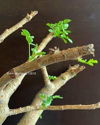 Image result for Cyphostemma saxicola