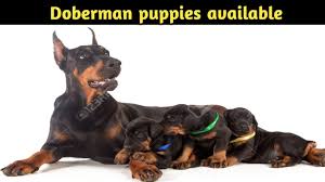 Dog adoption · multiple colors · rescue information Doberman Pupppies For Sale In Delhi And India 9711696640 Youtube