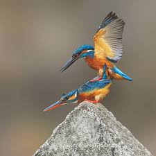 Beautiful Birds Photos Of The World By Sameer Deshpande Beautiful Birds Bird Photo Bird Photography