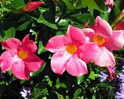 How To Grow Mandevilla In A Container Growing Mandevilla Plant Dipladenia Plants Fragrant Flowers Garden Fragrant Plant