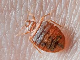 If you've got bed bugs in your toronto apartment, read our blog and infographic about how to get rid of them. Bed Bug Exterminator In Toronto Inspection Removal Gta Toronto Pest Control