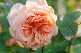 Large sprays of beautiful, fully double blooms in a delightful mixture of rich pink with warm apricot shadings, emanating a rich perfume. 14 Beautiful Roses As Hedges To Border Your Yard