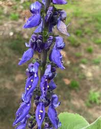 Image result for Plectranthus mandalensis