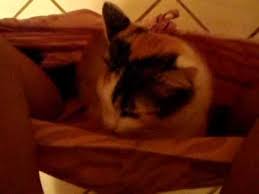 My manx cats go to the bathroom with me, but for a very different reason…they all want to dive into my downed pants and hide in the warm place…i call it cat in the pants!! Cat Dives Into Pants While On Toilet Youtube