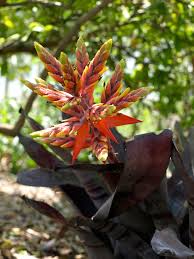 Image result for Tessmannia