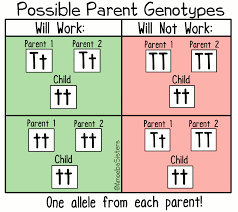 For the following illustration, determine where you could label the following terms: The Amoeba Sisters For A Child With A Mendelian Recessive Trait