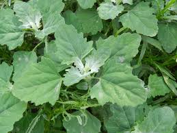 Image result for Chenopodium opulifolium