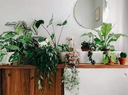 Avec archifacile dessinez le plan de votre salle de bain en quelques minutes facilement en ligne. S Occuper De Ses Plantes D Interieur Conseils Pour Les Debutants Je Ne Sais Pas Choisir
