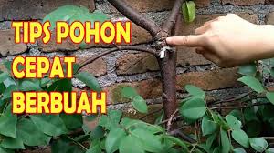 Tis Cara Ikat Pohon Percepat Buah Bermunculan Fruit Booster Tips And Taman Buah Menanam Sayuran Kebun Sayur