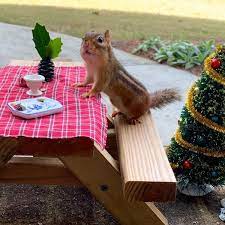 Shop tig metal dining chair. Squirrel Tables Are The New Bird Feeders The New York Times