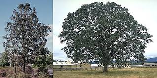 Maybe you would like to learn more about one of these? Oregon White Oak