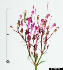 Trachelium caeruleum remains evergreen in our climate but can throatwort seeds should be sown on the soil surface and will take from two to three weeks to. Blue Throatwort Trachelium Caeruleum L