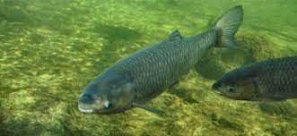 What Is The Difference Between White Amur And Grass Carp Freshwater Farms Of Ohio In 2021 Grass Carp White Amur Fish