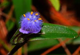 Image result for Cyanotis caespitosa