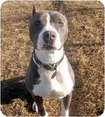 As well, sometimes the american bulldog can be mistaken for a pit bull. Sacramento Ca American Staffordshire Terrier Meet Ozzy Blue Nose A Pet For Adoption