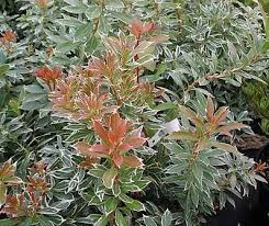 Image result for Pieris japonský little heath obrázek