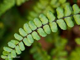 Image result for Asplenium mannii