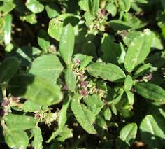 Image result for Decorsea schlechteri