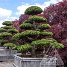 Hindu Pan 1 Japanese Garden Topiary Trees Garden Trees
