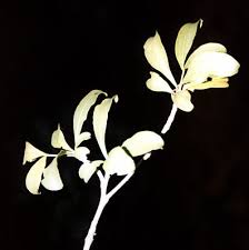 Image result for Syzygium owariense