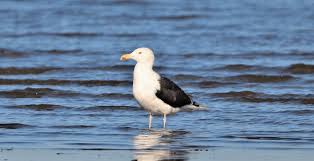 Image result for seagull