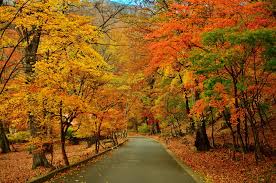| see more fall wallpaper, beautiful waterfall wallpaper, cute fall wallpaper, fall iphone wallpaper, pretty fall wallpaper. Photography Fall Hd Wallpaper Background Image 2048x1357