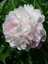Paeonia Lactiflora Angelika Edel Pfingstrose Pfingstrosen Garten Pfingstrosen Rosa Pfingstrosen