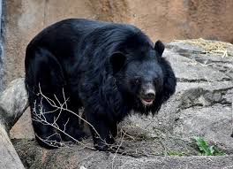 Asiatic Black Bear Range Map A Walk At The Zoo Asian Black Bear Ursus Thibetanus Flickr