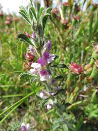 Image result for Otholobium foliosum