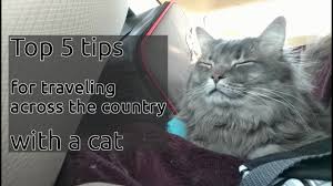 Your veterinarian may also recommend benadryl has a mild sedative. Cat Sedative For Travel Everything You Need To Know