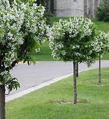 Crabapple trees are a wonderful addition to a backyard or garden for a whole host of reasons. Cinderella Dwarf Flowering Crab Malus Cinzam At Oakland Nurseries Inc Dwarf Trees For Landscaping Small Trees For Garden Dwarf Flowering Trees