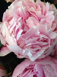 We did not find results for: Peony Alternatives For Your Wedding Blush Peonies Peonies Blush Peonies Wedding