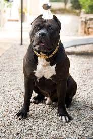 The breed has not been recognized by the american kennel club (akc). Pin Auf Xl American Bullys