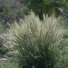 Image result for Macrotyloma ellipticum