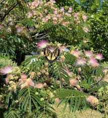 Image result for Albizia chinensis