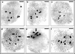 Image result for Corchorus kirkii