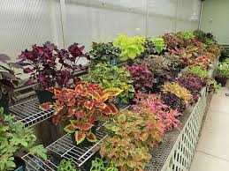Image result for Coleus shirensis