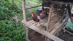 Another word for opposite of meaning of rhymes with sentences with find word forms translate from english translate to english words with friends scrabble crossword / codeword words starting with words ending with words. Ayam Sabung Ayam Kampung Di Reban Ayam Youtube