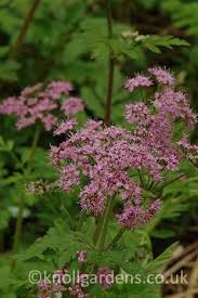 Grow this delicate perennial en masse in sun or partial shade, with alliums, mountain cornflowers and ageratums. Chaerophyllum Hirsutum Roseum Very Pretty And Unusual Cow Parsley Like Plant With Masses Of Tiny Lilac Mauve Flowers Formi Ornamental Grasses Perennials Plants