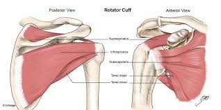 Shoulder muscles and shoulder tendons. Rotator Cuff Rehab With Pilates Elevate Physiotherapy