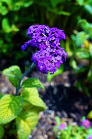 Little purple flowers that smell good. 10 Fragrant Flowers For A Heavenly Smelling Garden Garden Therapy Fragrant Flowers Garden Fragrant Garden Fragrant Flowers