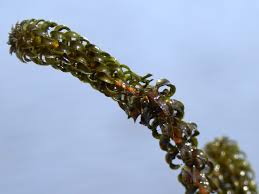 Image result for Lagarosiphon muscoides