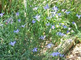 Keep warm & moist, avoid drying out or waterlogging the Wahlenbergia Stricta Plants Garden Projects Australian Garden
