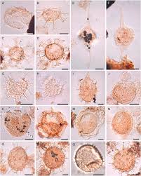 Image result for Oncocalyx bolusii