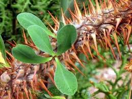 Image result for Euphorbia didiereoides