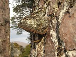 Image result for Phellinus pini