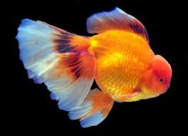 We did not find results for: Goldfish Learn About Feeding Breeding And Treating Diseases