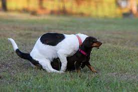Reasons Why Dogs Hump And How To Stop It